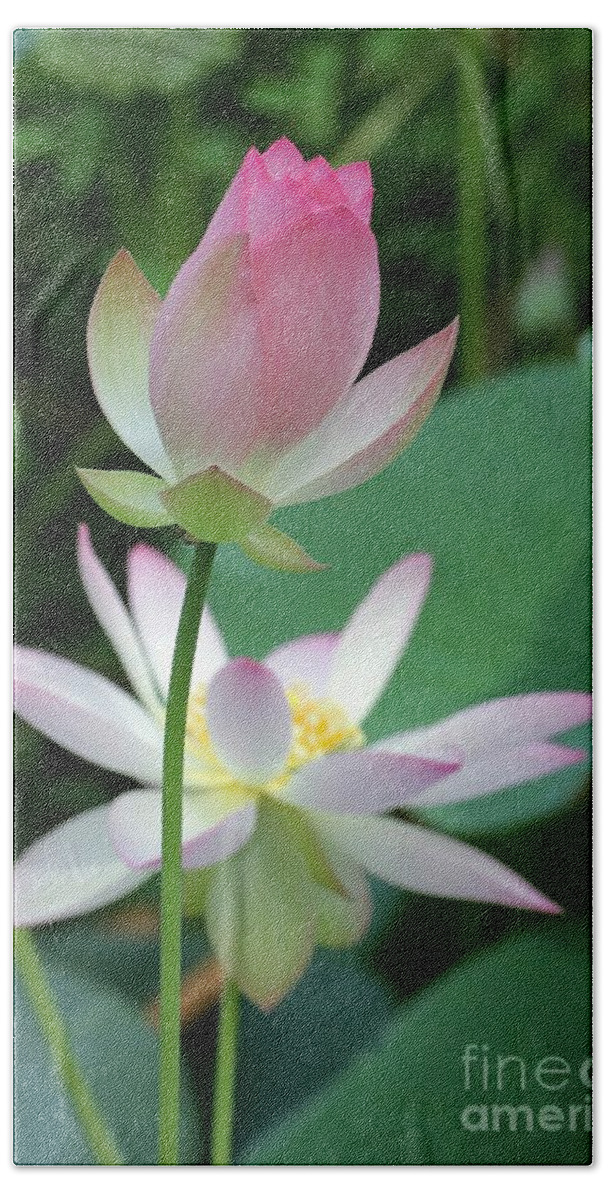 Lotus Beach Sheet featuring the photograph Beautiful Lotus Blooming by Sabrina L Ryan