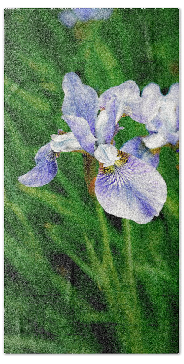 Iris Beach Towel featuring the photograph Beautiful Louisiana Hybrid Iris by Marianne Campolongo