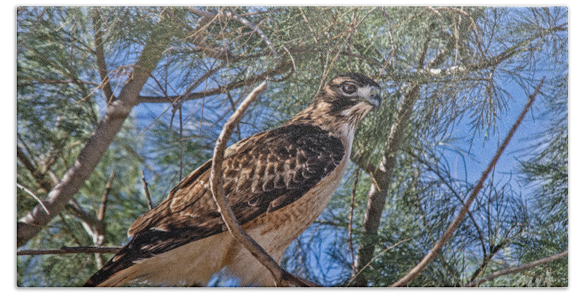 Buteo Jamaicensis Beach Towel featuring the photograph Beautiful Red-tailed Hawk by Robert Bales