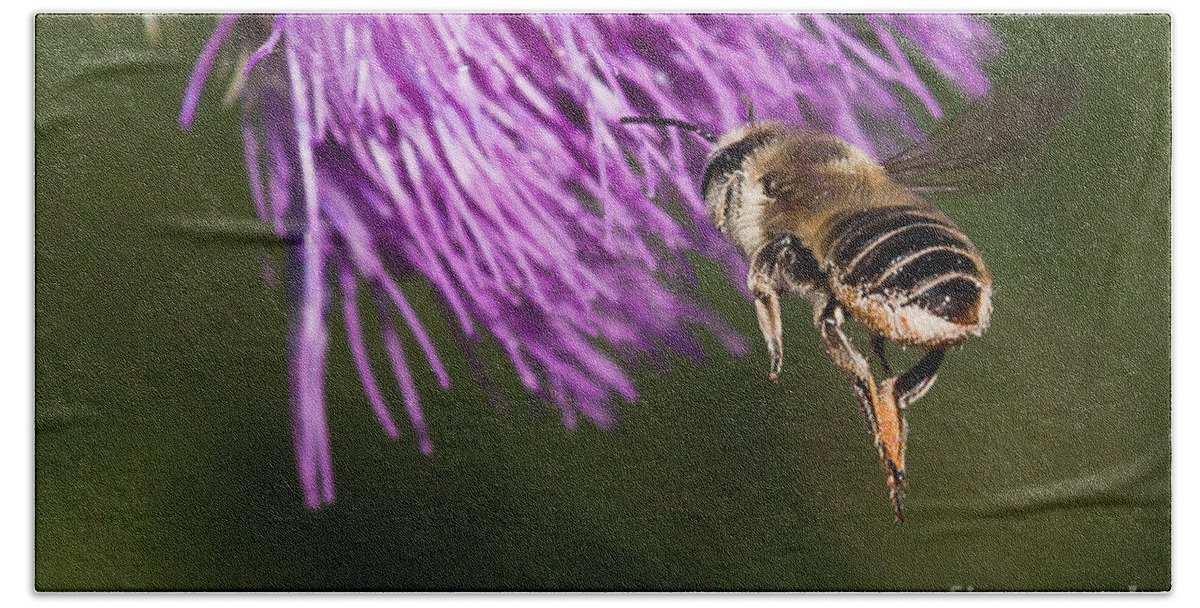 Honey Bee Beach Towel featuring the photograph Bee Butt by Jan Killian