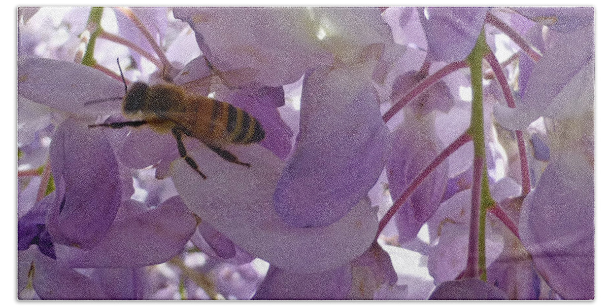 Honey Beach Towel featuring the photograph Bee in Wisteria by Claudia Goodell