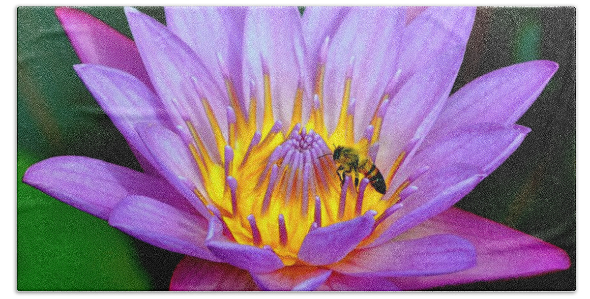 Best Lotus Photograph Beach Sheet featuring the photograph Beautiful Bee and Water Lily by Kristina Deane