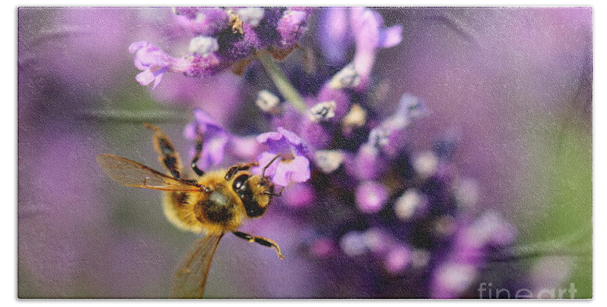 Bee Beach Towel featuring the photograph Bee on the Lavender Branch by Amanda Mohler