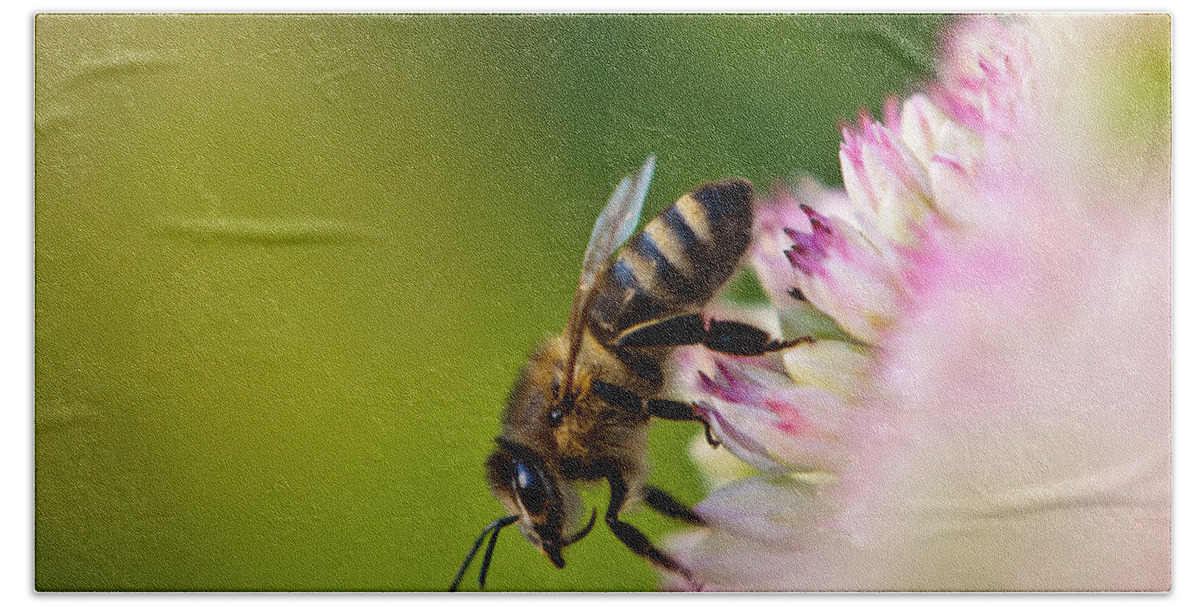 Animal Beach Towel featuring the photograph Bee Sitting on a Flower by John Wadleigh