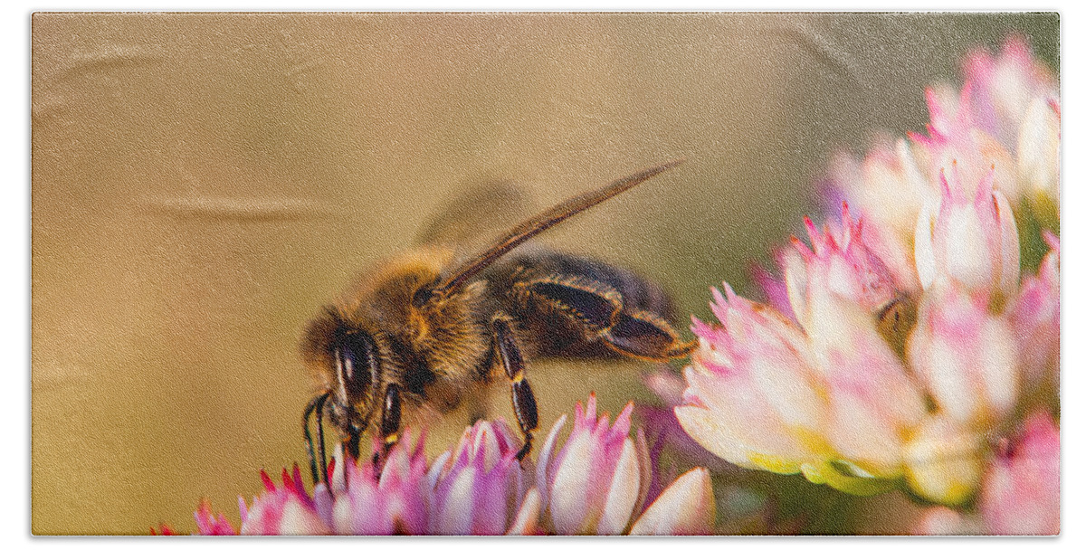 Animal Beach Sheet featuring the photograph Bee Sitting on Flower by John Wadleigh