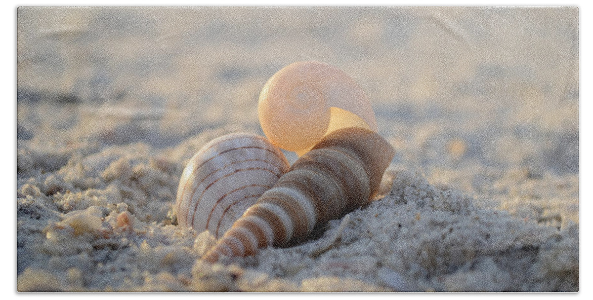 Seashells Beach Towel featuring the photograph Beginning Again by Melanie Moraga