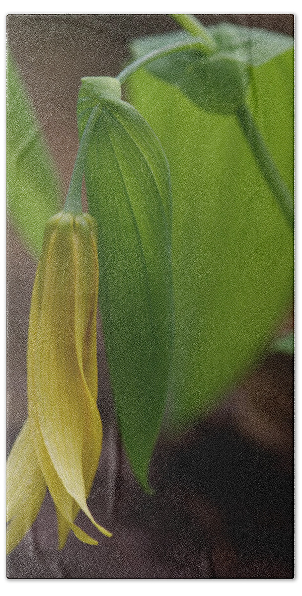 Bellwort Beach Towel featuring the photograph Bellwort Or Uvularia grandiflora by Daniel Reed