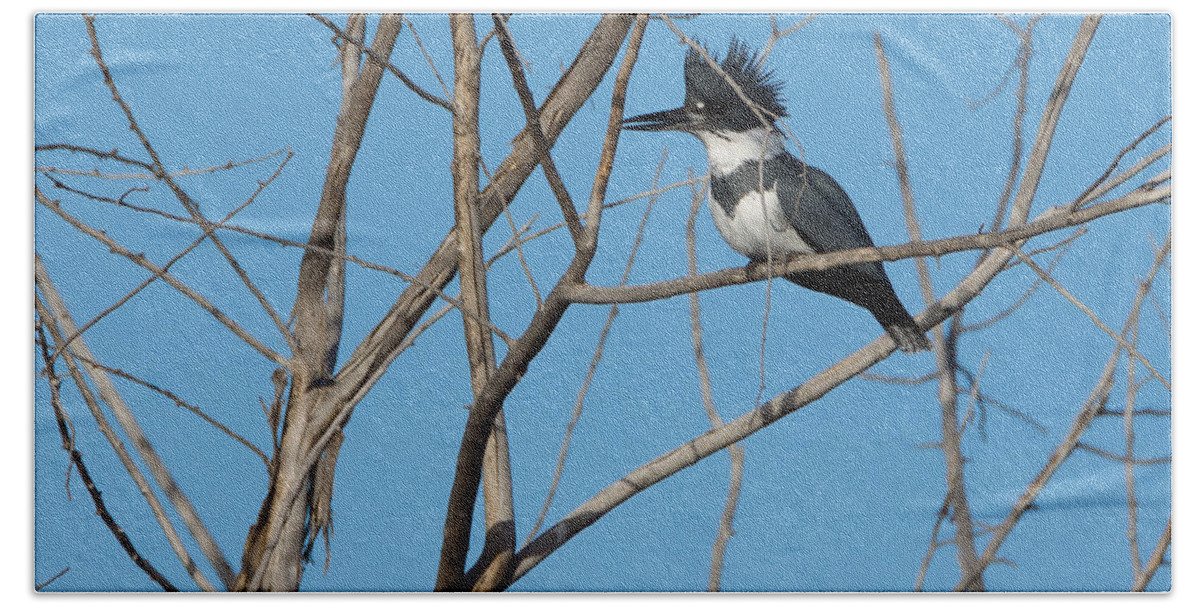 Belted Kingfisher Beach Towel featuring the photograph Belted Kingfisher 4 by Ernest Echols