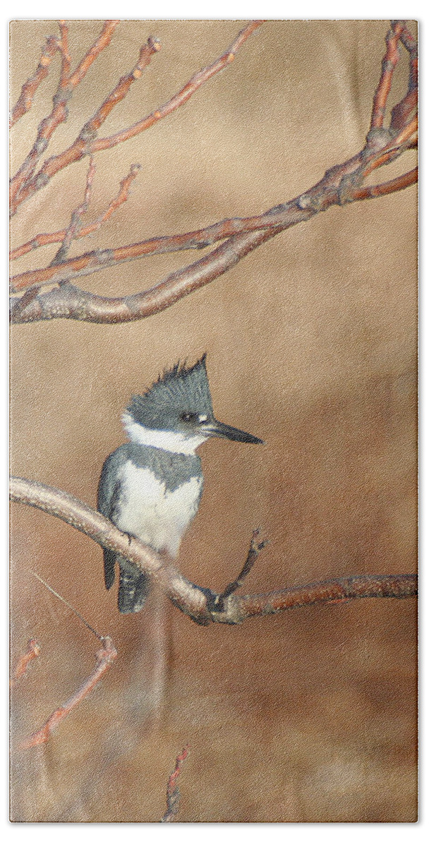 Wildlife Beach Towel featuring the pyrography Belted Kingfisher by William Selander