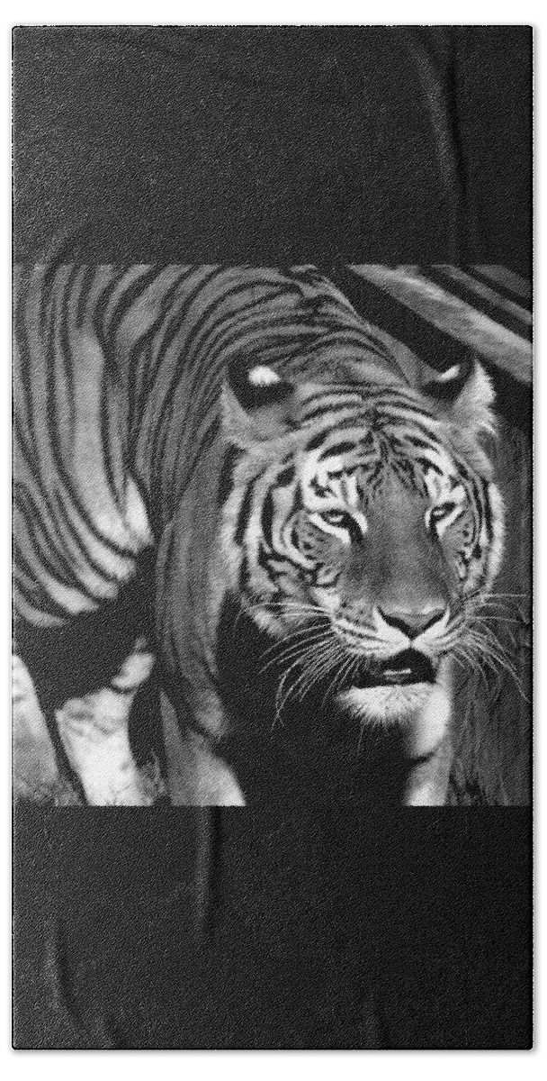 Tiger Beach Towel featuring the photograph Bengal Tiger, India by Venetia Featherstone-Witty