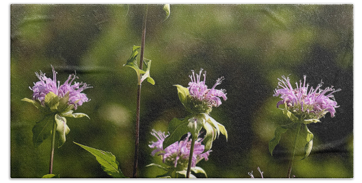 Arboretum Beach Towel featuring the photograph Bergamot by Steven Ralser