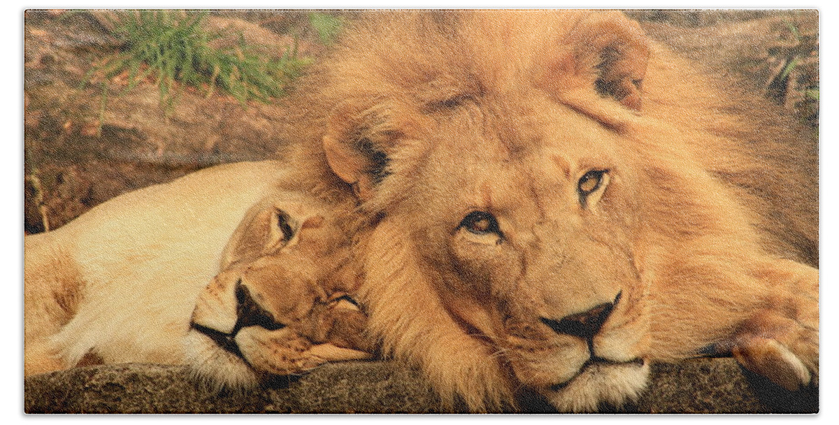 Lion Beach Towel featuring the photograph Best Friends for Life by Laddie Halupa