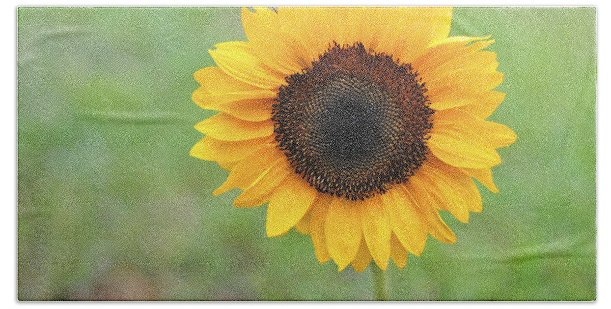 Flower Beach Sheet featuring the photograph Big Bright Yellow Colorful Sunflower Art Print by Terry DeLuco