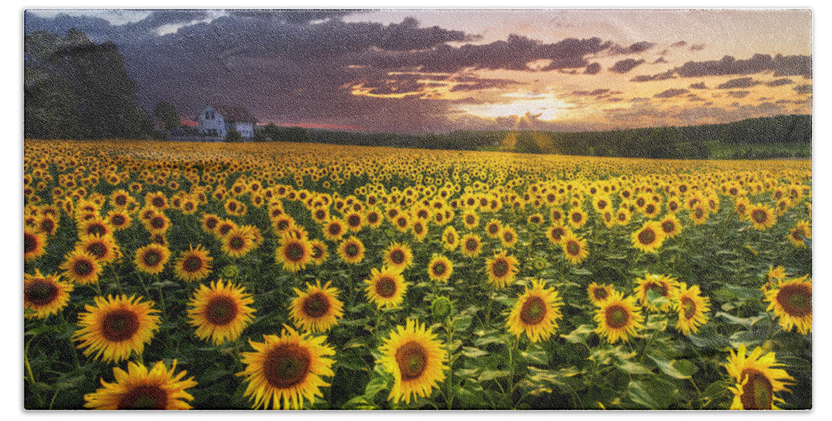 Appalachia Beach Towel featuring the photograph Big Field of Sunflowers by Debra and Dave Vanderlaan