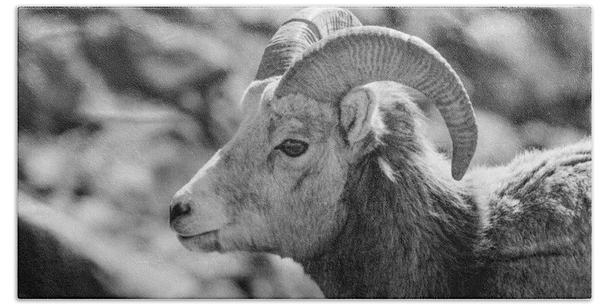 Big Horn Sheep Beach Towel featuring the photograph Big Horn Sheep Profile by Roxy Hurtubise