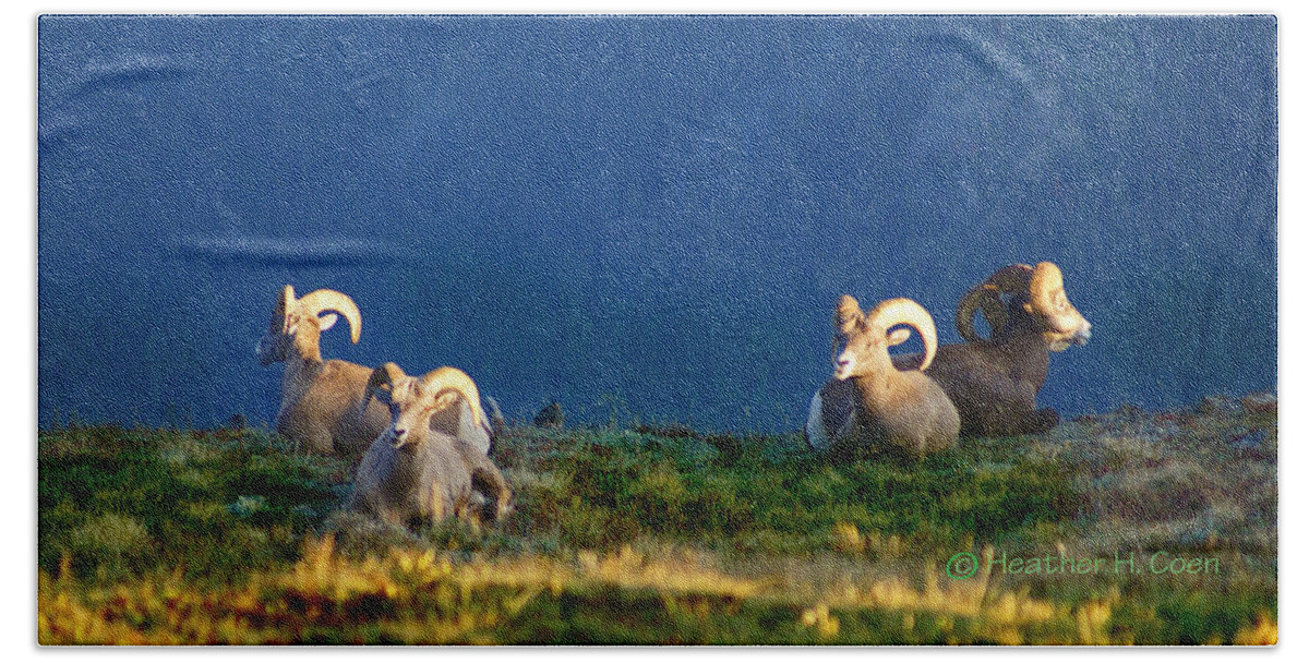Bighorn Sheep Beach Towel featuring the photograph Big Horns by Heather Coen