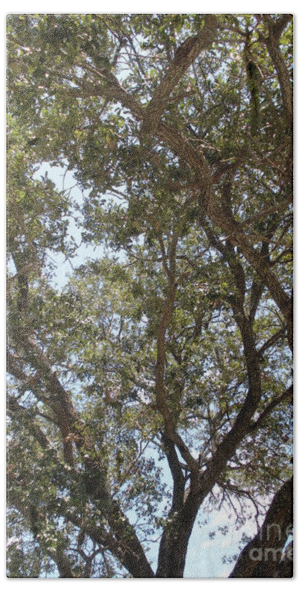 Woods Beach Sheet featuring the photograph Big Oak Tree by Joseph Baril