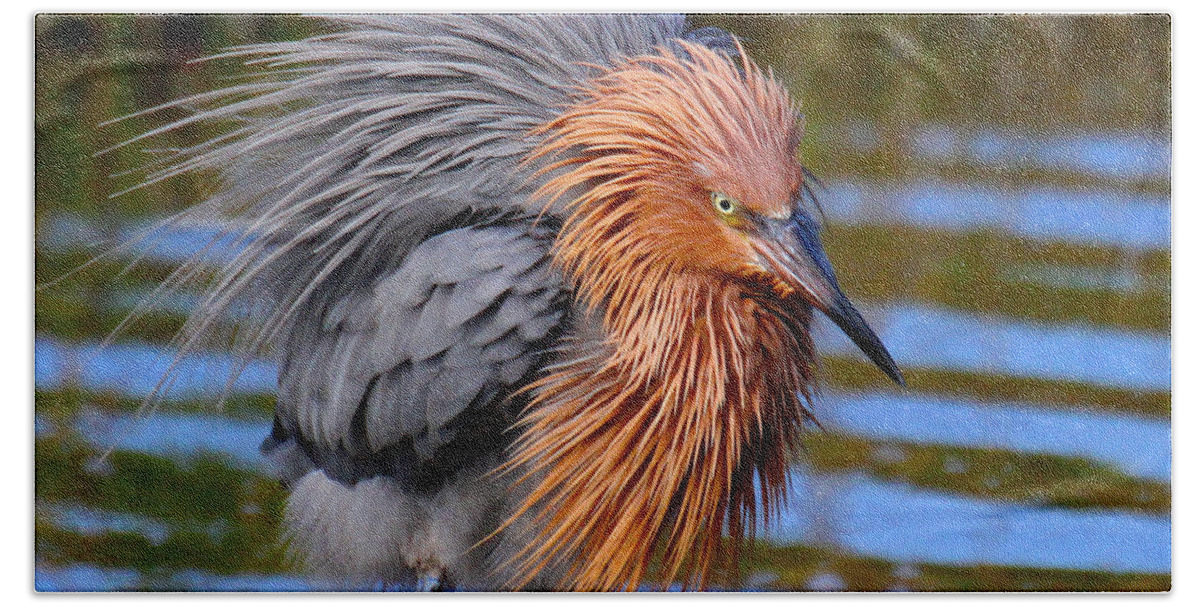 Reddish Egret Beach Sheet featuring the photograph Big Red all fuzzed out by Barbara Bowen