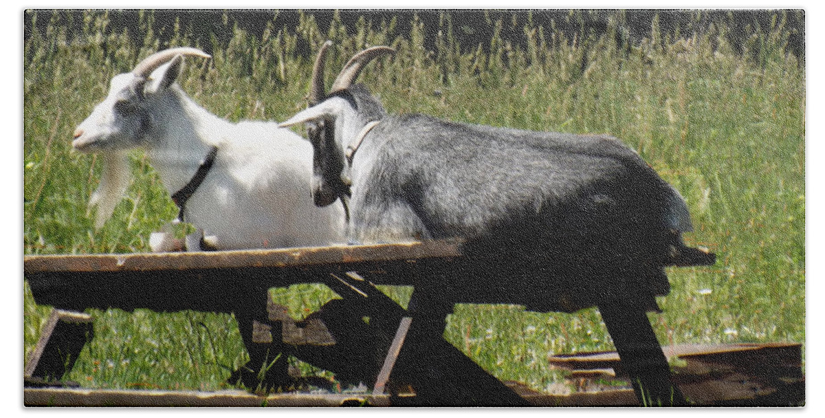Billy Beach Towel featuring the photograph Billy Goats Picnic by Brenda Brown