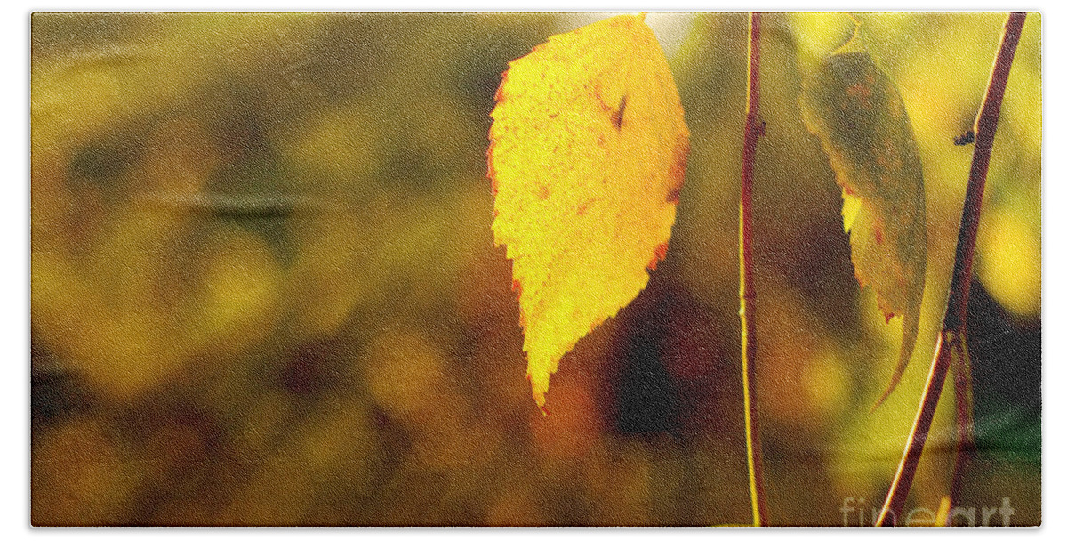 Fall Beach Sheet featuring the photograph Birch Leaves by Dariusz Gudowicz