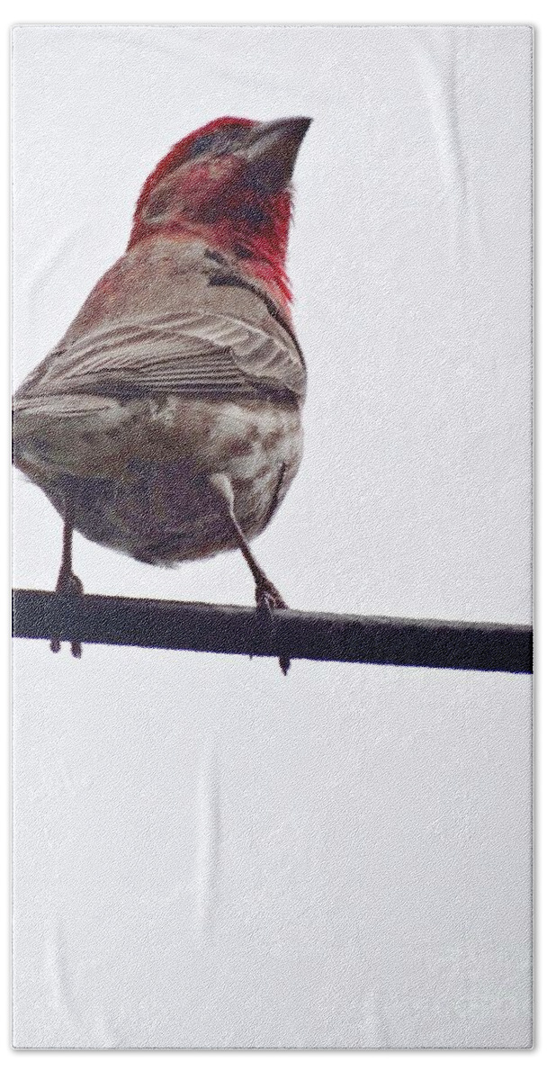 Finch Beach Towel featuring the photograph Bird On a Wire by Christopher Plummer