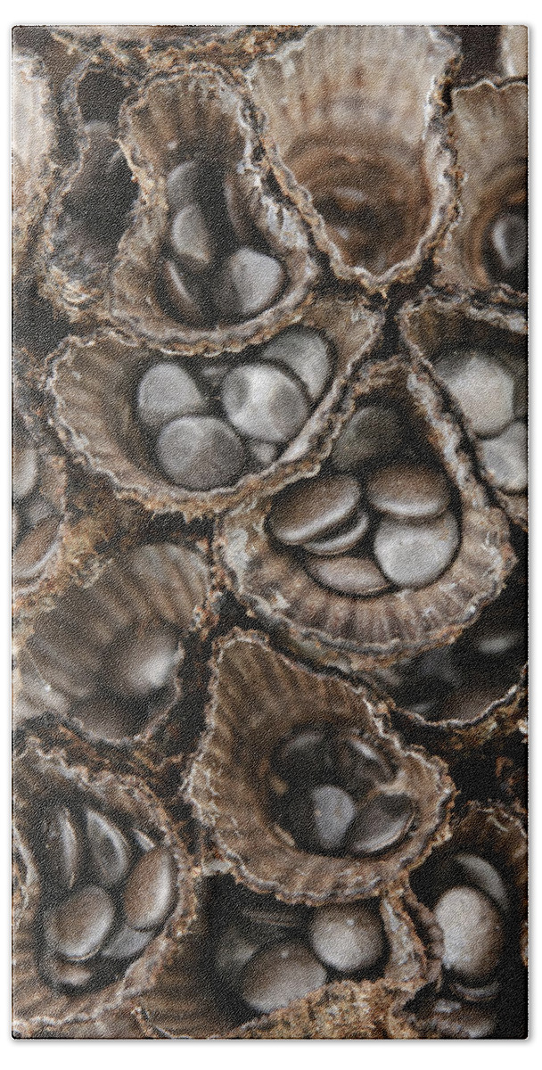 Feb0514 Beach Towel featuring the photograph Birds Nest Fungus Spores Sarawak Borneo by Ch'ien Lee