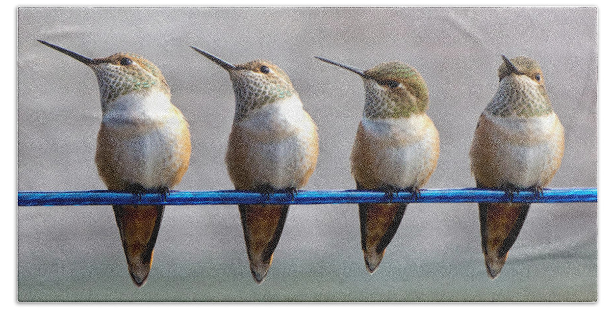 Rufous Hummingbird Beach Towel featuring the photograph Birds on a Wire by Randy Hall