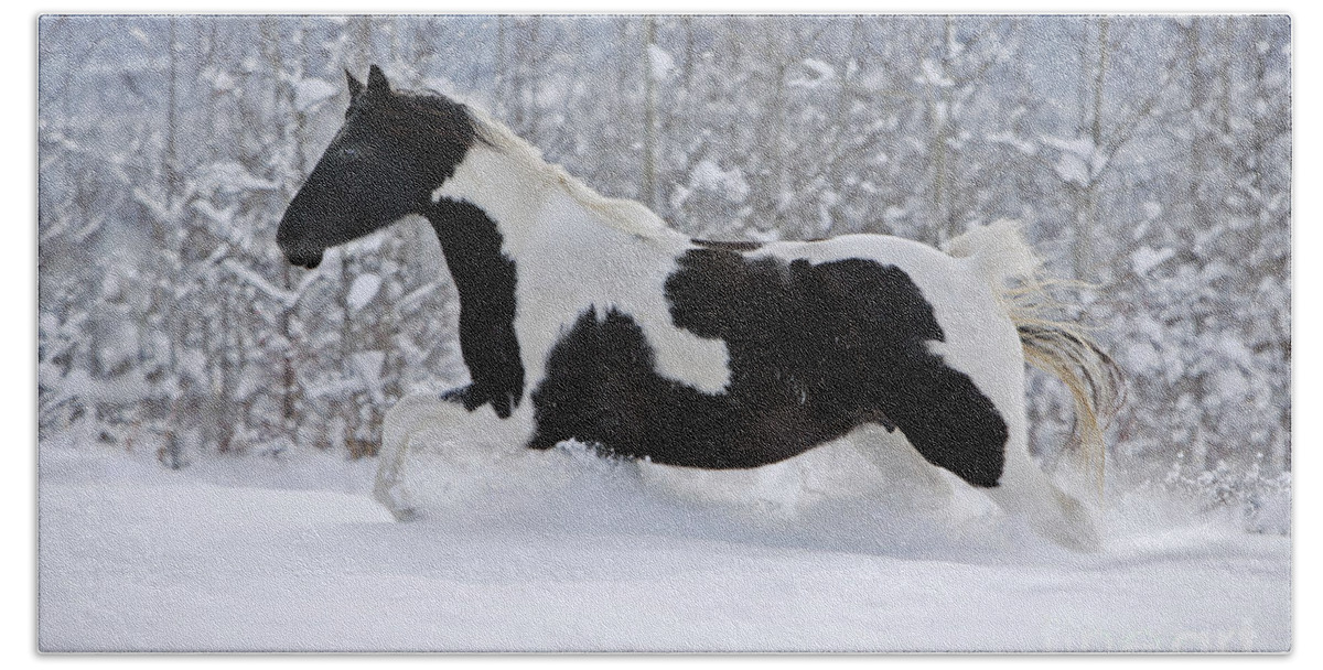 Black And White Beach Towel featuring the photograph Black And White Paint Horse In Snow by Rolf Kopfle