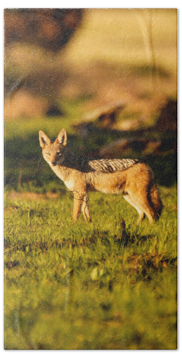 Africa Beach Towel featuring the photograph Black backed jackal by Alistair Lyne