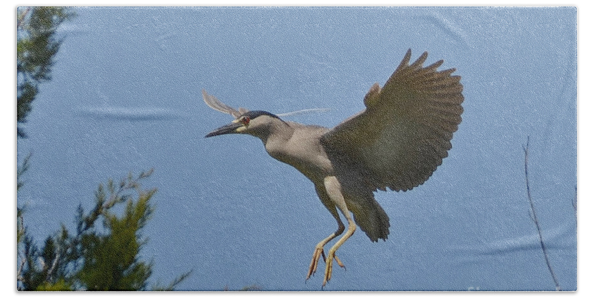 Heron Beach Towel featuring the photograph Black Crowned Night Heron In Flight by Kathy Baccari