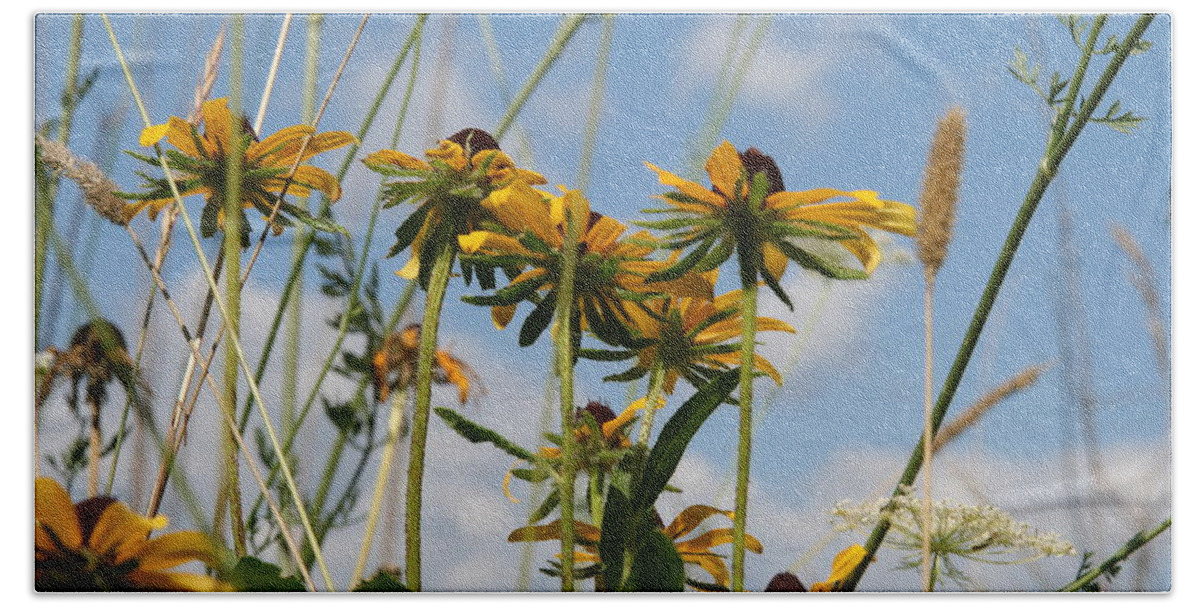 Yellow Flowers Beach Towel featuring the photograph Black Eyed Susan Cluster by Neal Eslinger