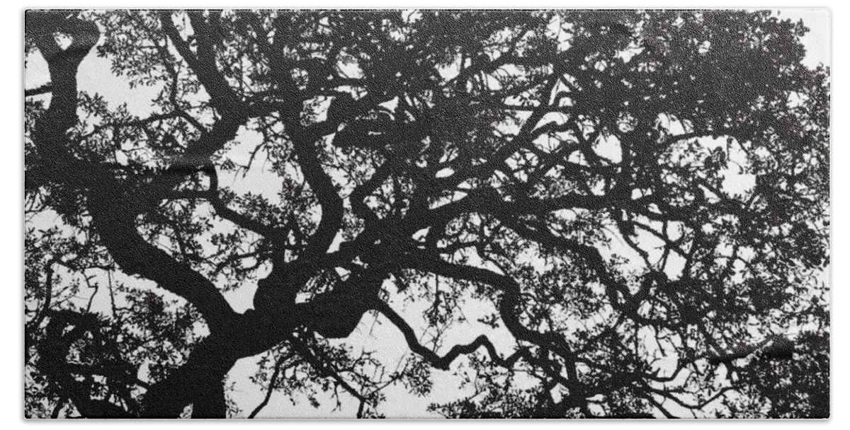 Black Beach Towel featuring the photograph Black Jack Oak Tree by Marilyn Hunt