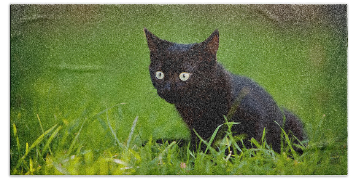 Black Cat Beach Sheet featuring the photograph Black Kitten by Ian Good