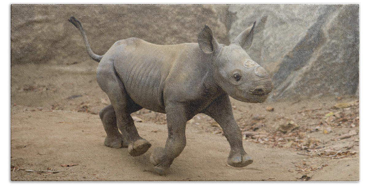 San Diego Zoo Beach Towel featuring the photograph Black Rhinoceros Calf Running by San Diego Zoo