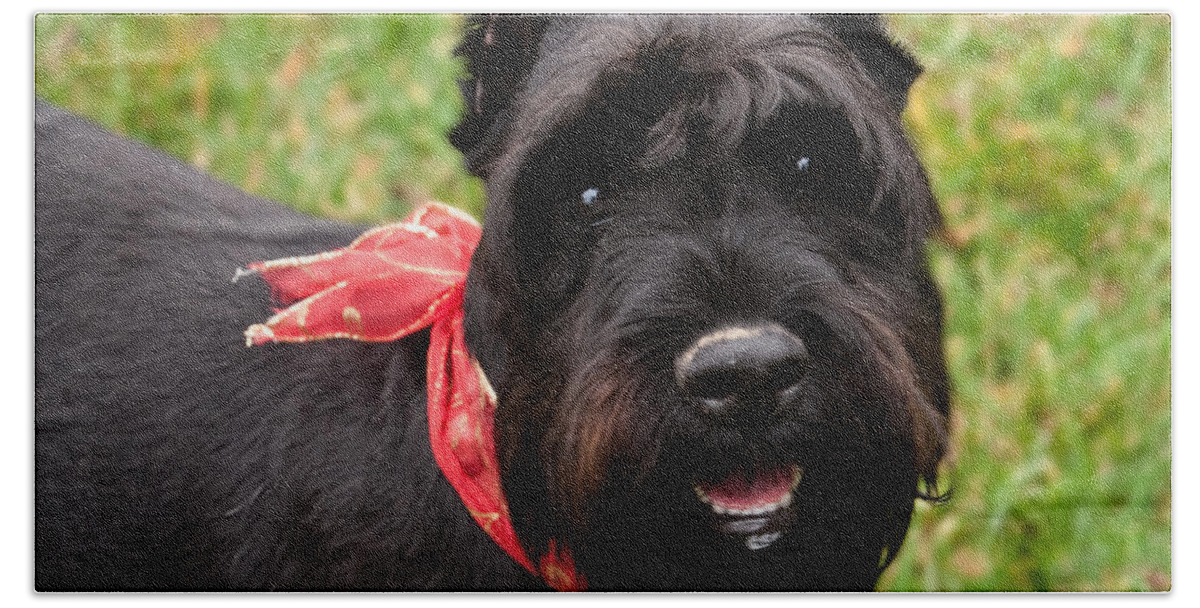 German Schnauzer Beach Towel featuring the photograph Black German Schnauzer by Iris Richardson