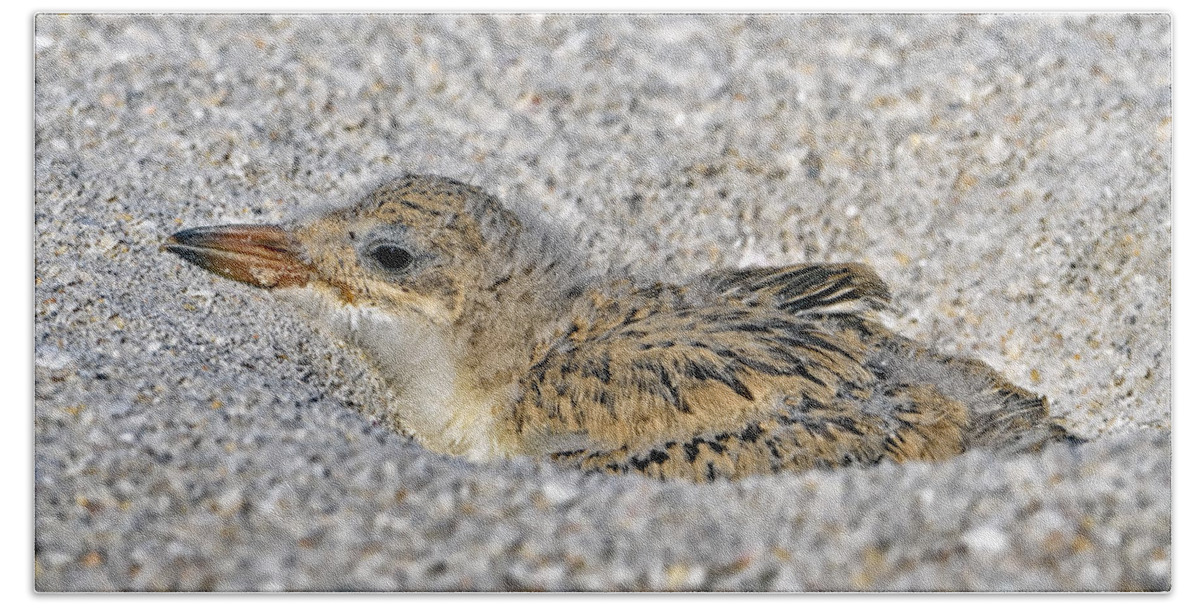 Shorebird Beach Towel featuring the photograph Black Skimmer chick by Bill Dodsworth