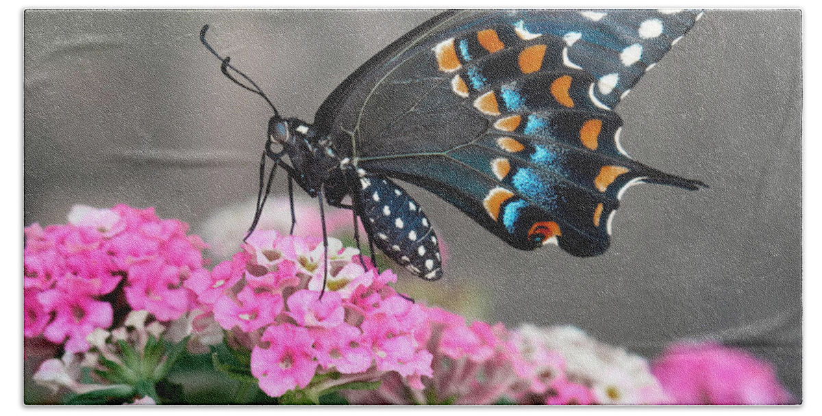 Butterfly Beach Towel featuring the photograph Black Swallowtail Butterfly by David and Carol Kelly
