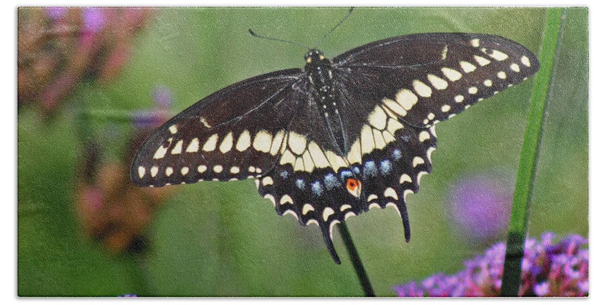 Black Swallowtail Beach Towel featuring the photograph Black Swallowtail Butterfly by Karen Adams