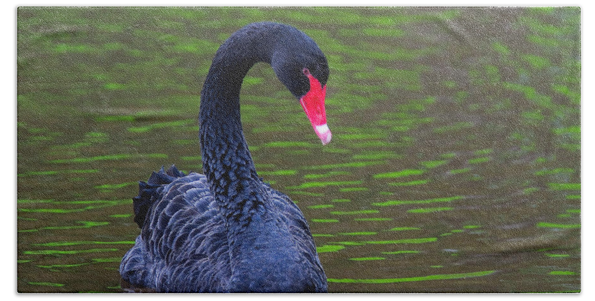 Black Swan Beach Towel featuring the photograph Black Swan by Ram Vasudev