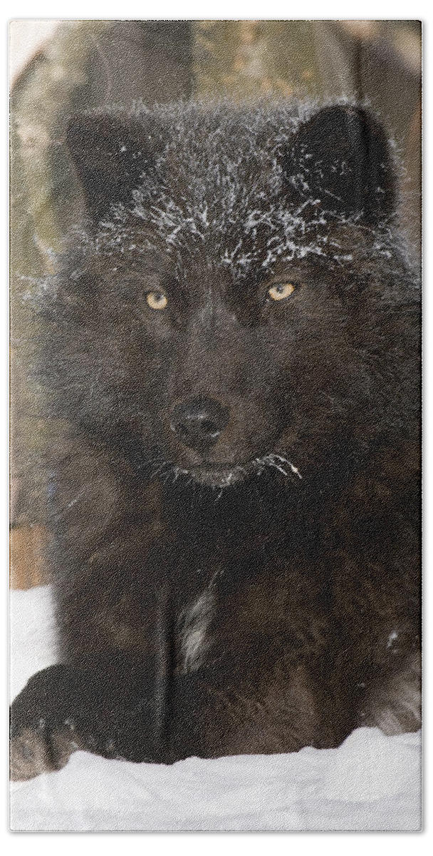 535808 Beach Towel featuring the photograph Black Timber Wolf In Snow by Steve Gettle