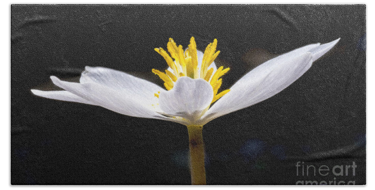 Flowers Beach Towel featuring the photograph Bloodroot 1 by Steven Ralser