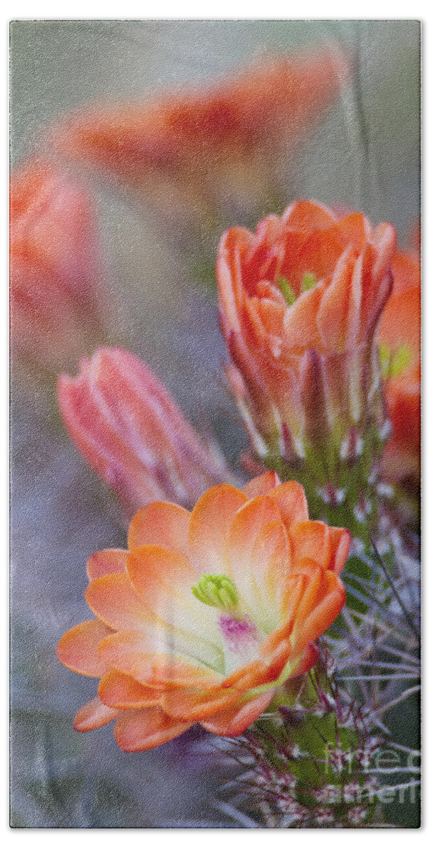 Blooms Beach Sheet featuring the photograph Bloom in orange by Bryan Keil