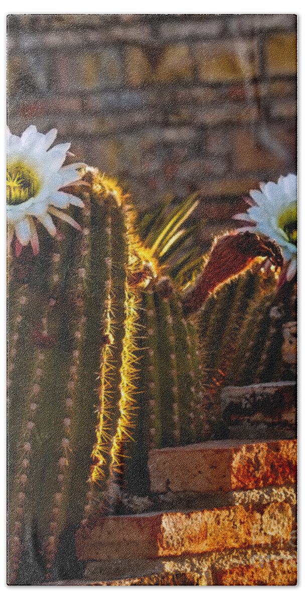 Argentine Giant Beach Sheet featuring the photograph Blooming Cactus by Robert Bales