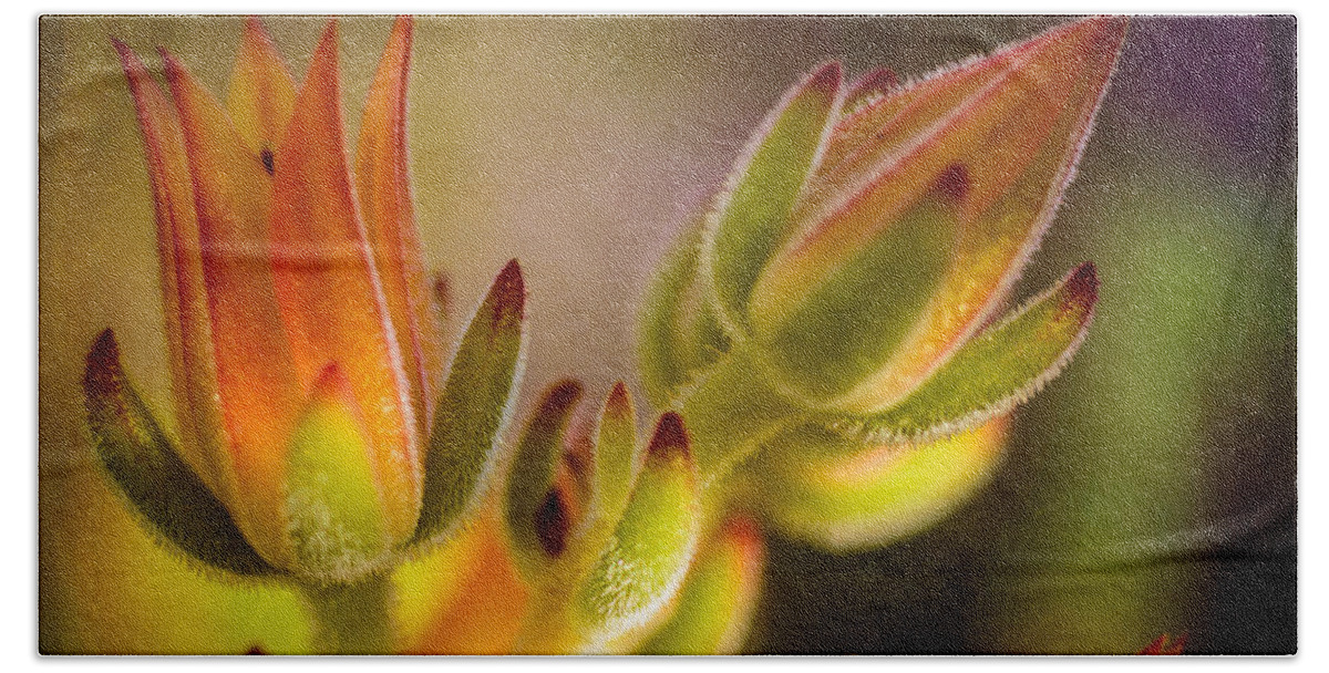 Nature Beach Sheet featuring the photograph Blooming Succulents IV by Marco Oliveira