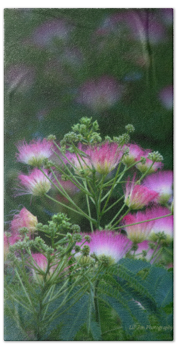 Tree Beach Towel featuring the photograph Blooms Of The Mimosa Tree by Jeanette C Landstrom