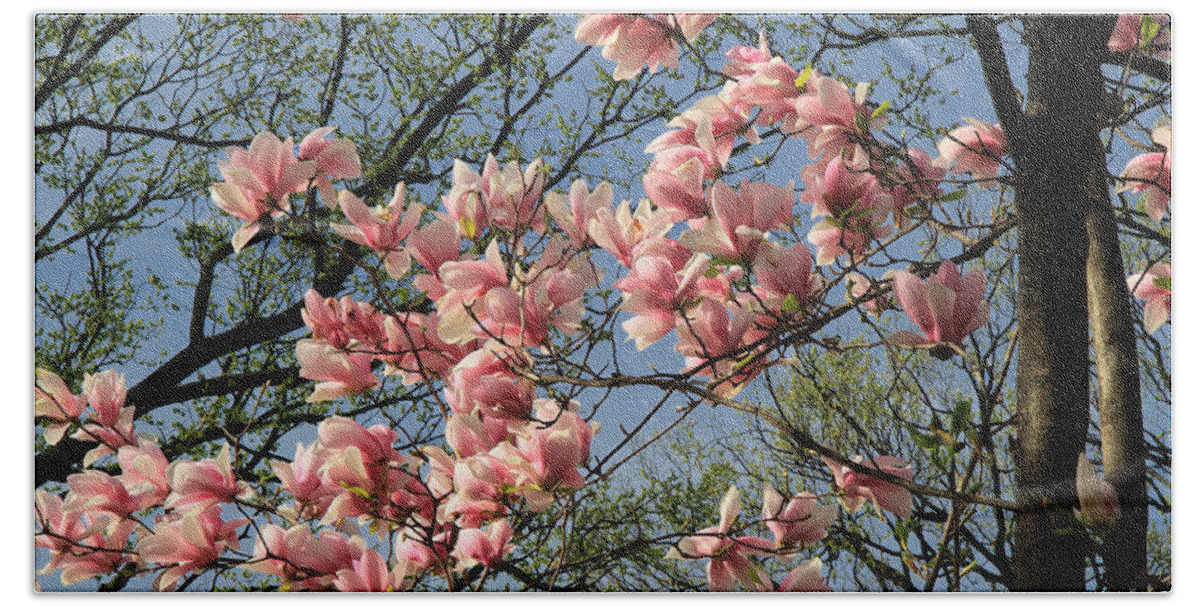 Nature Beach Towel featuring the photograph Cherry Blossom Time by Geoff Crego
