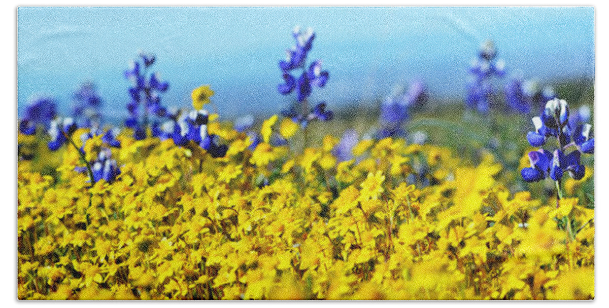 Blue Beach Towel featuring the photograph Blue and Yellow Wildflowers by Holly Blunkall