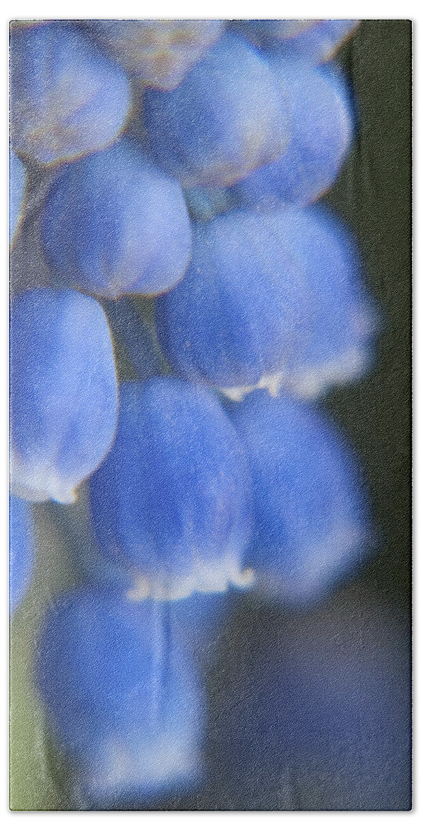 Muscari Beach Towel featuring the photograph Blue Blossoms by Jackie Farnsworth