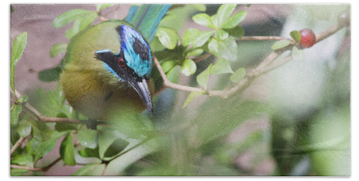 Blue-crowned Motmot Beach Towel featuring the photograph Blue-Crowned Motmot by Rebecca Sherman