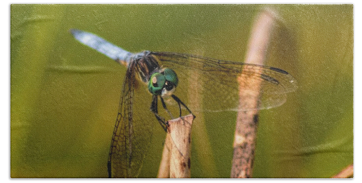 Pachydiplax Longipennis Beach Towel featuring the photograph Blue Dasher by Susan Stevens Crosby